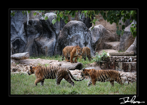 Tiger Sanctuary, Kanchanaburi, Thailand