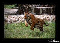 Tiger Sanctuary, Kanchanaburi, Thailand
